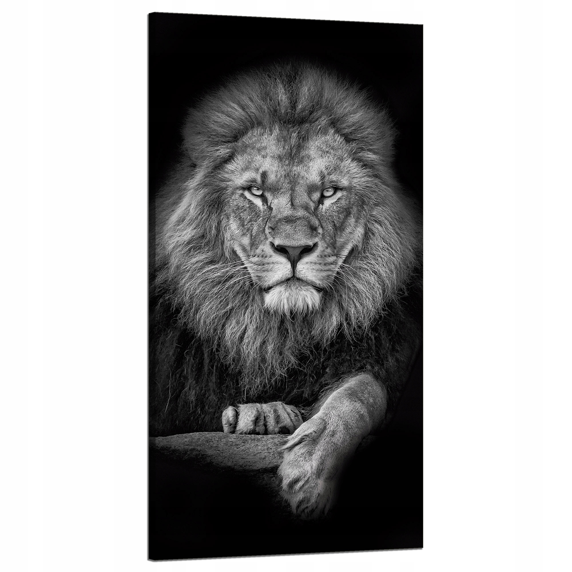 Obraz na plátně Šedá Lev Tvář Mimo Krále 60x120 cm Ideální jako dárek