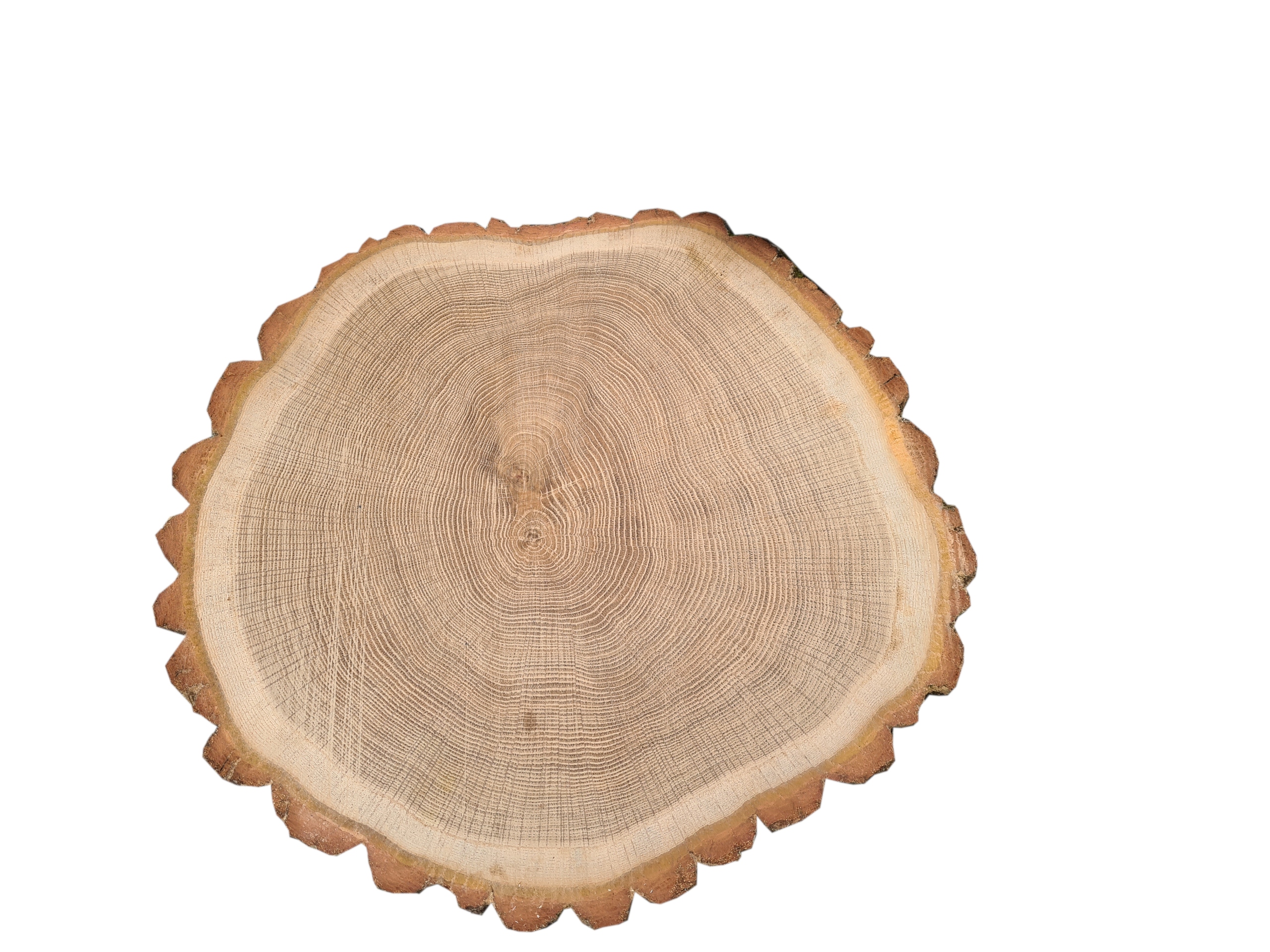 plastry drewna 30cm dębowe