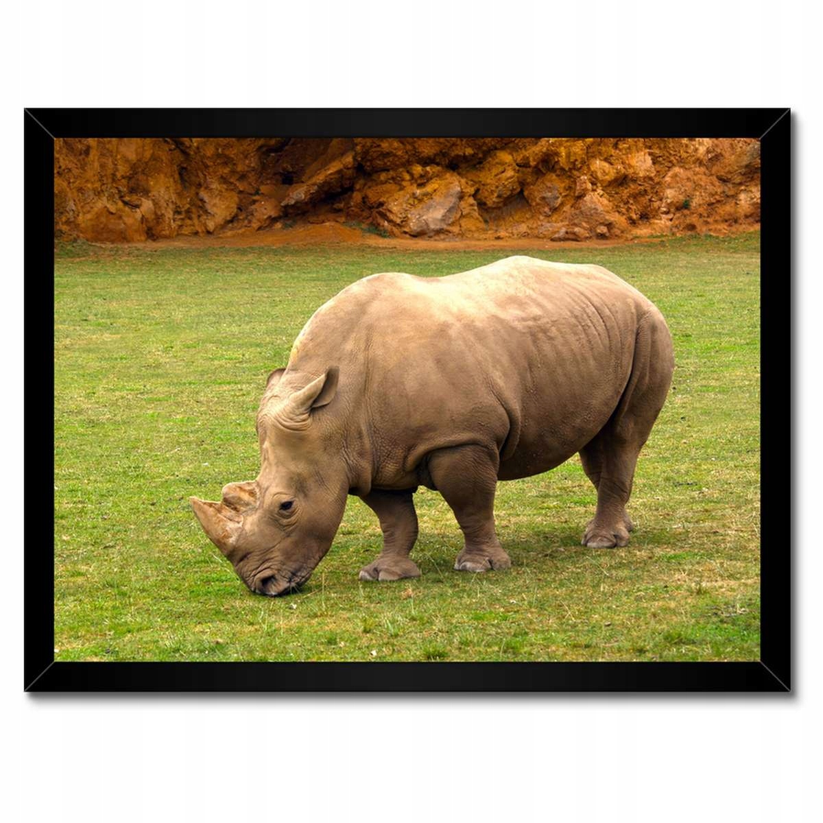 Plakáty v rámu 40x30 Zvířata Zvířátka