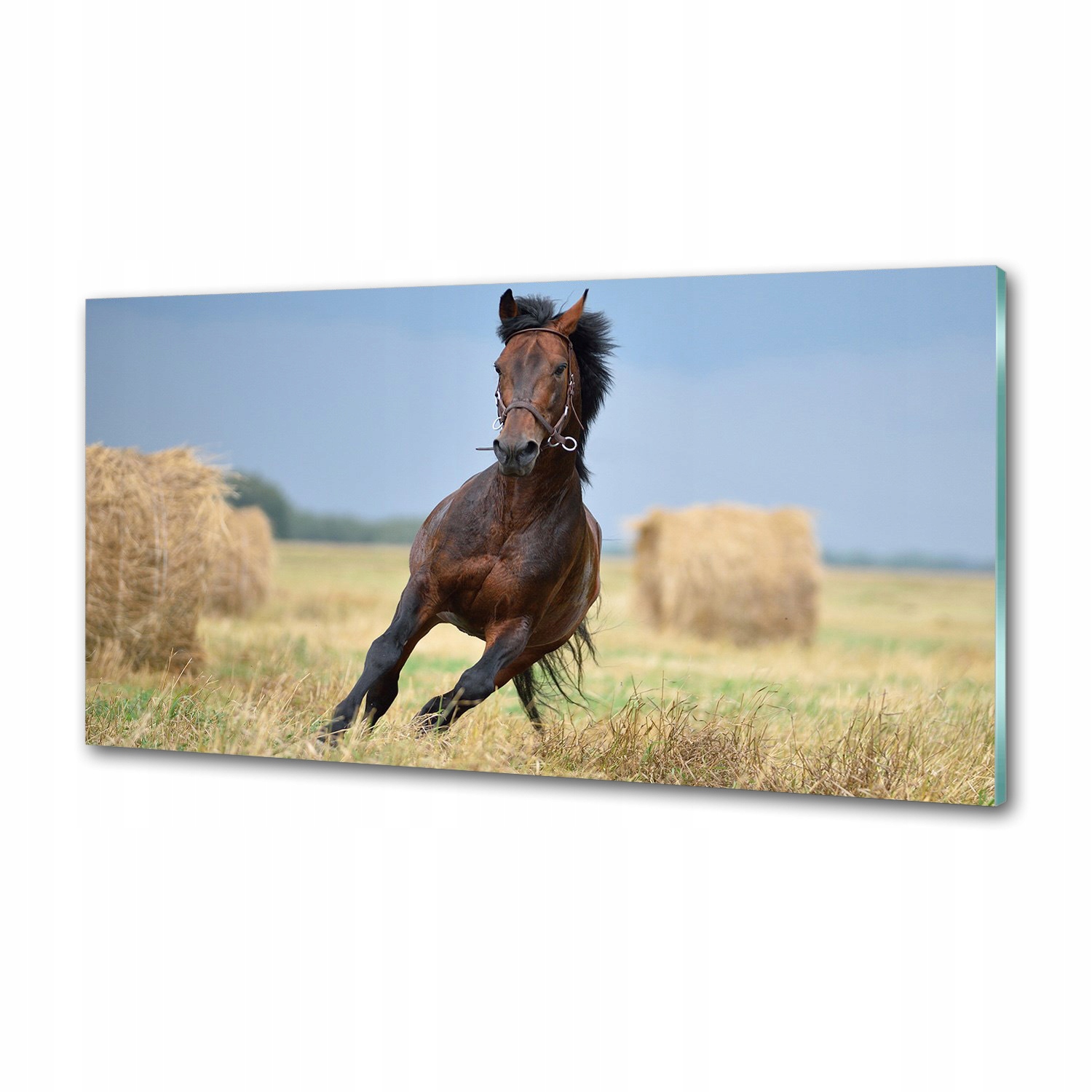 Panel do kuchyne Kôň v cvale 120 x 60 cm Lepidlo