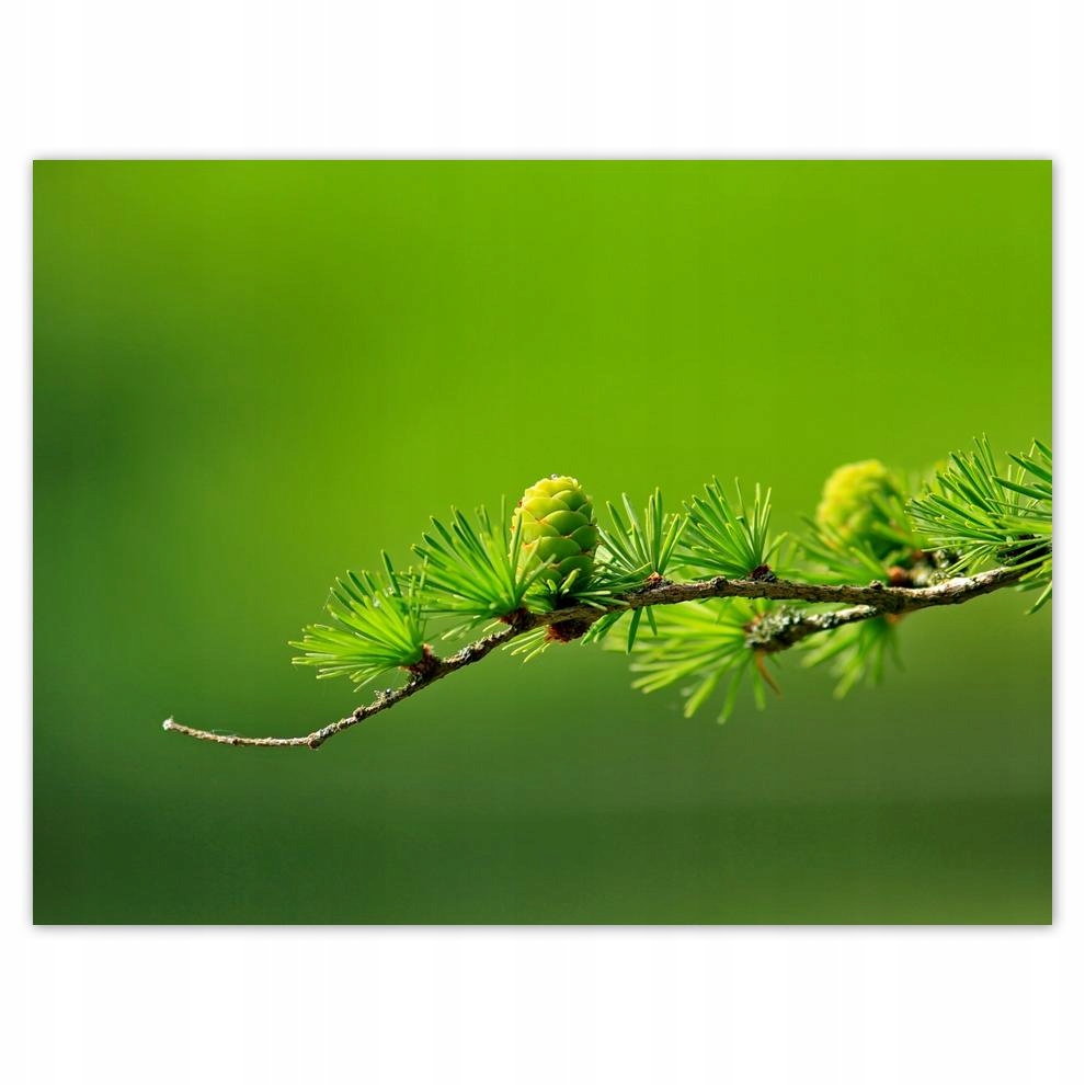 

Plakat 40x30 Drzewo Drzewa Widok