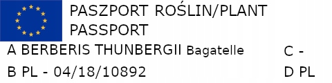BERBERYS THUNBERGA Bagatelle - sadzonki w don. !!! Rodzaj rośliny Inny