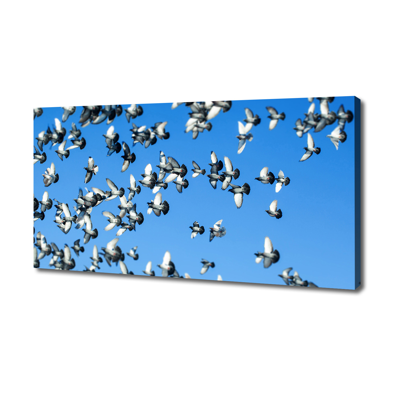 

Foto obraz duży na płótnie Stado gołębi 140x70 cm