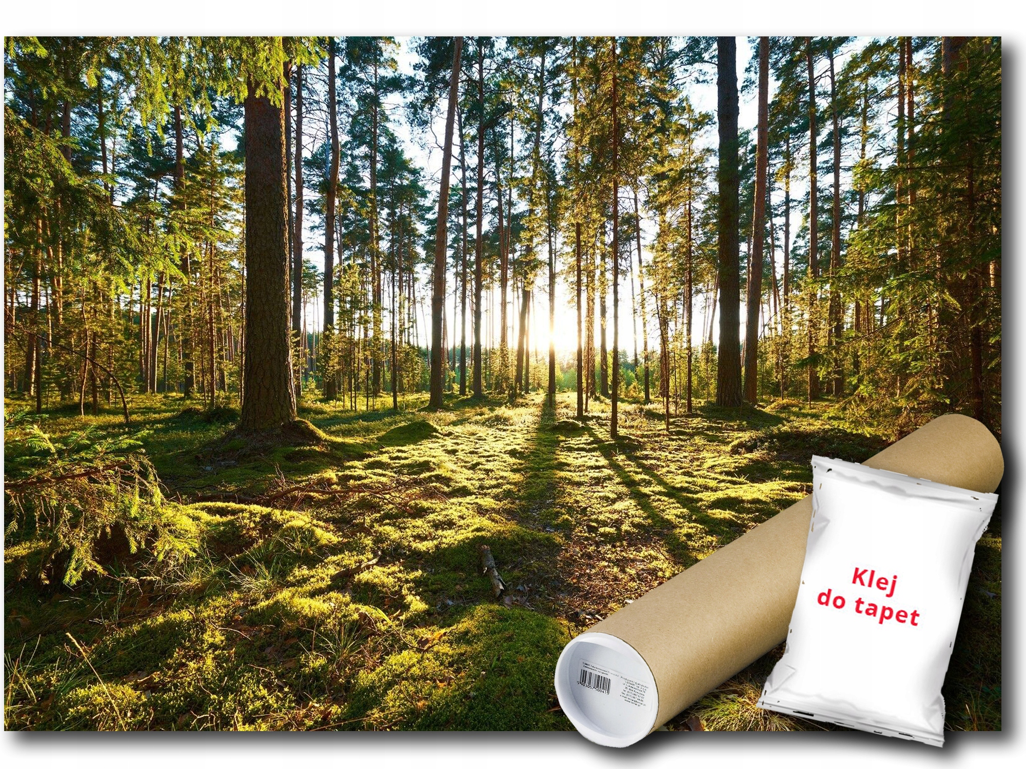 Fototapeta Flizelina Příroda Les Stromy Slunce 200x140 lepidlo bonus