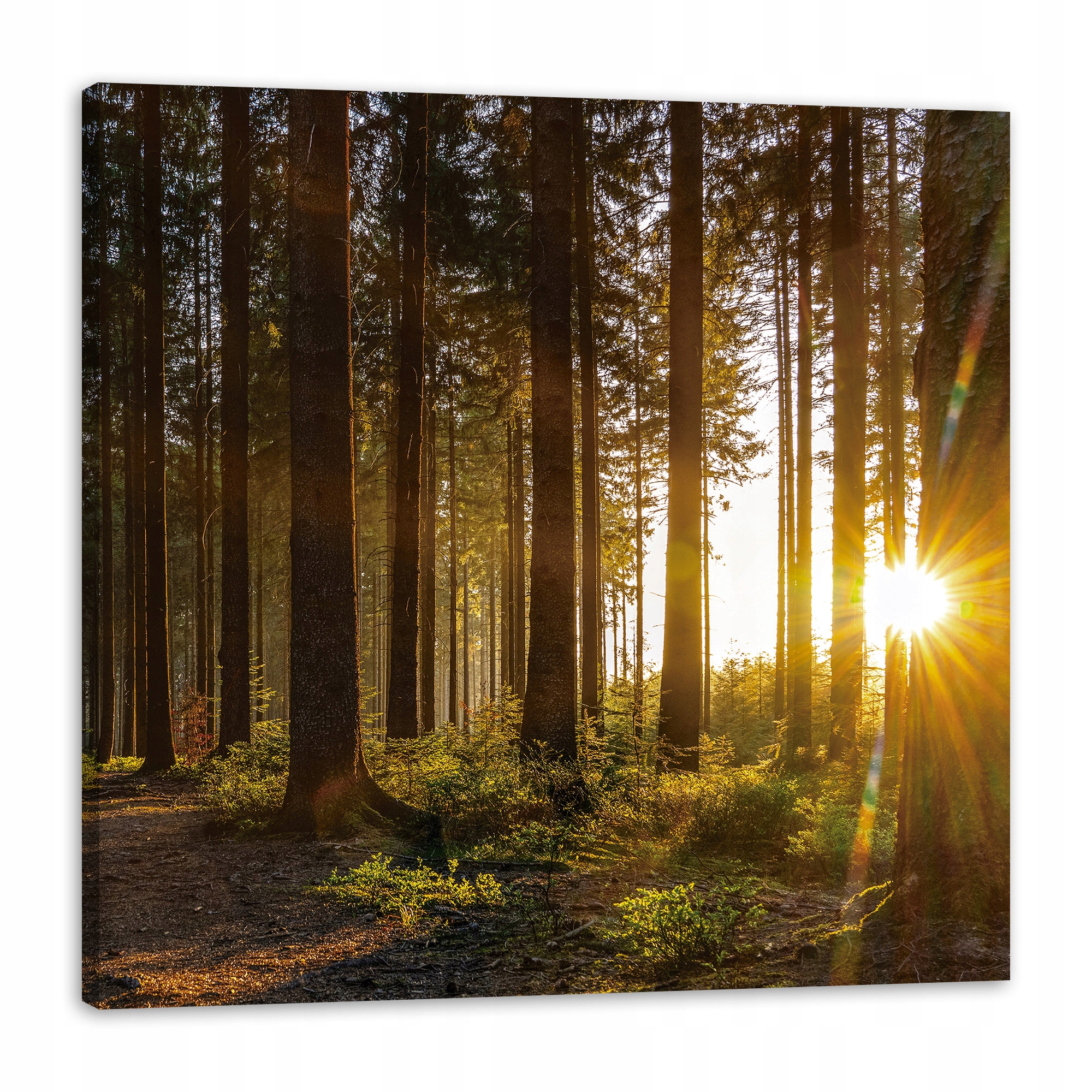 Obraz na plátně Západ slunce Les Stromy Příroda 90x90 cm