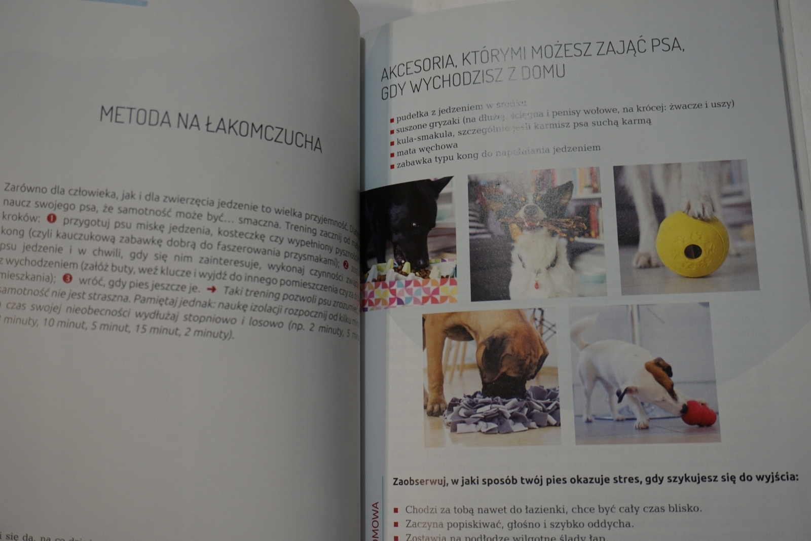 JAK TO UGRYŹĆ ? CZYLI PIES W DOMU MAGDALENA ŁĘCZYC Okładka miękka