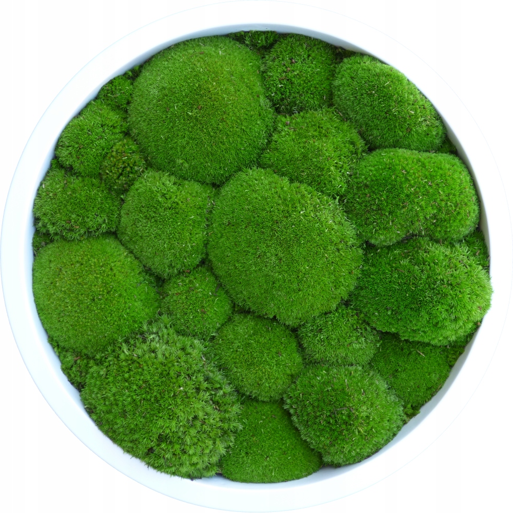 Obraz bílý kruh z polštářového mechu Premium Medium Green 40 cm