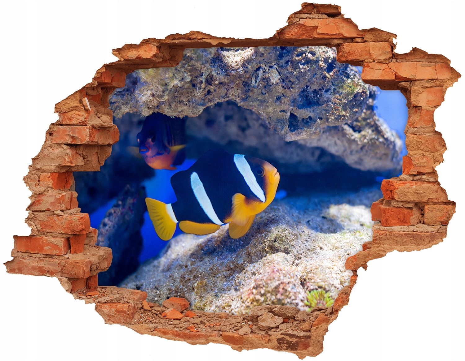 

Dziura ścienna fototapeta 148x115 Tropikalna ryba
