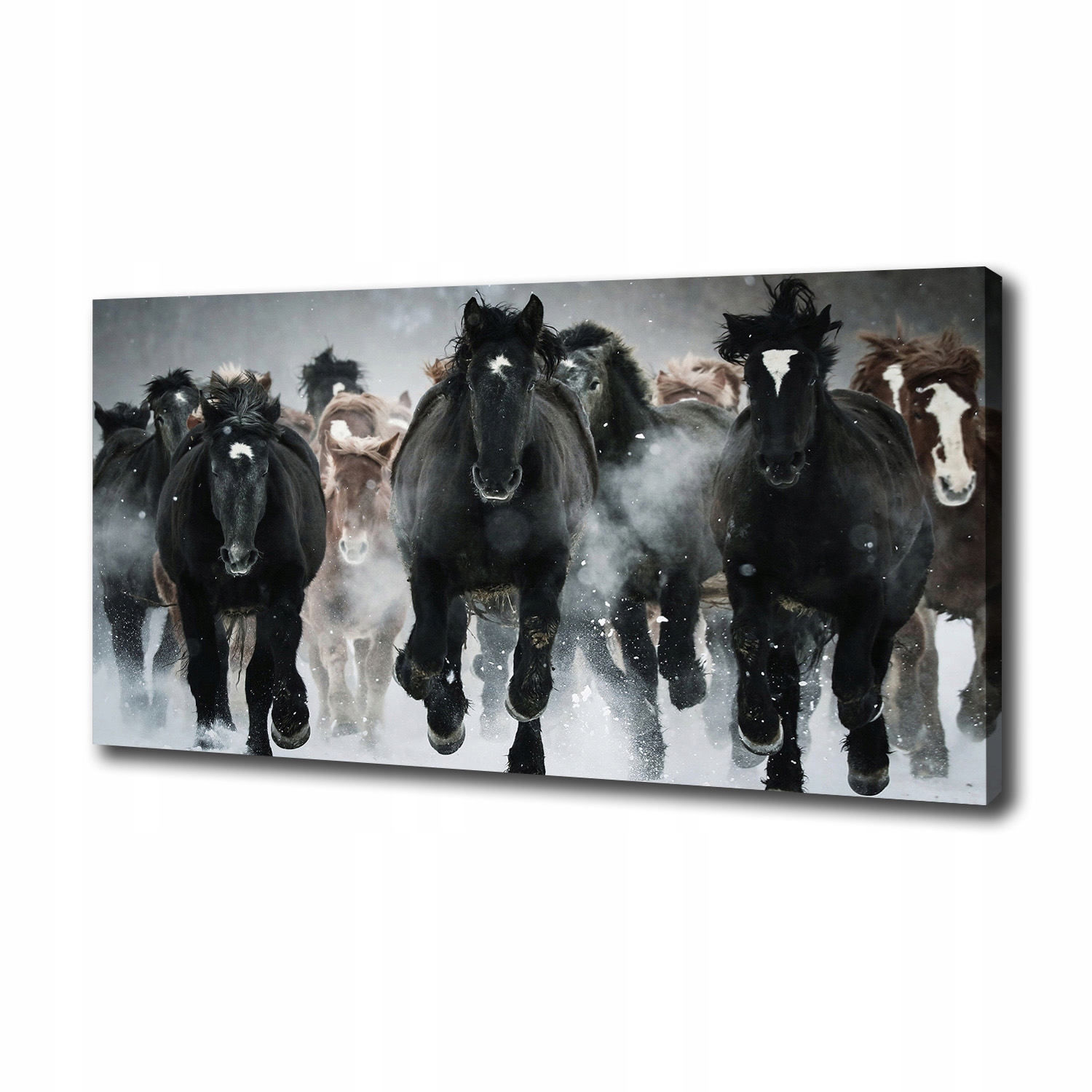 

Foto obraz na płótnie Konie w galopie 100x50 cm