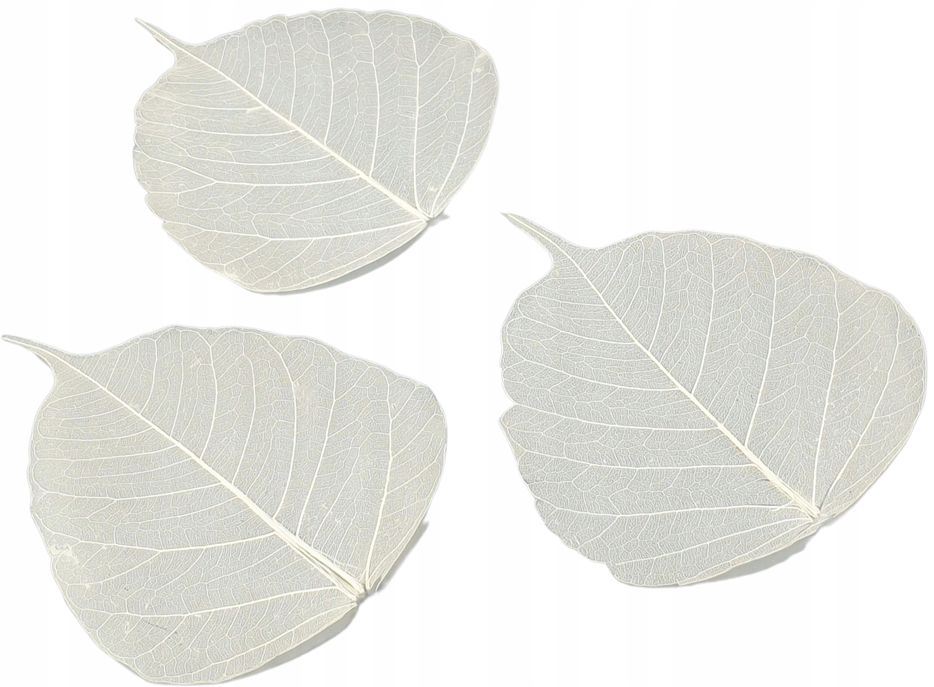 120x LIŚCIE SZKIELETOWE Wybielane SUSZ DEKORACJA