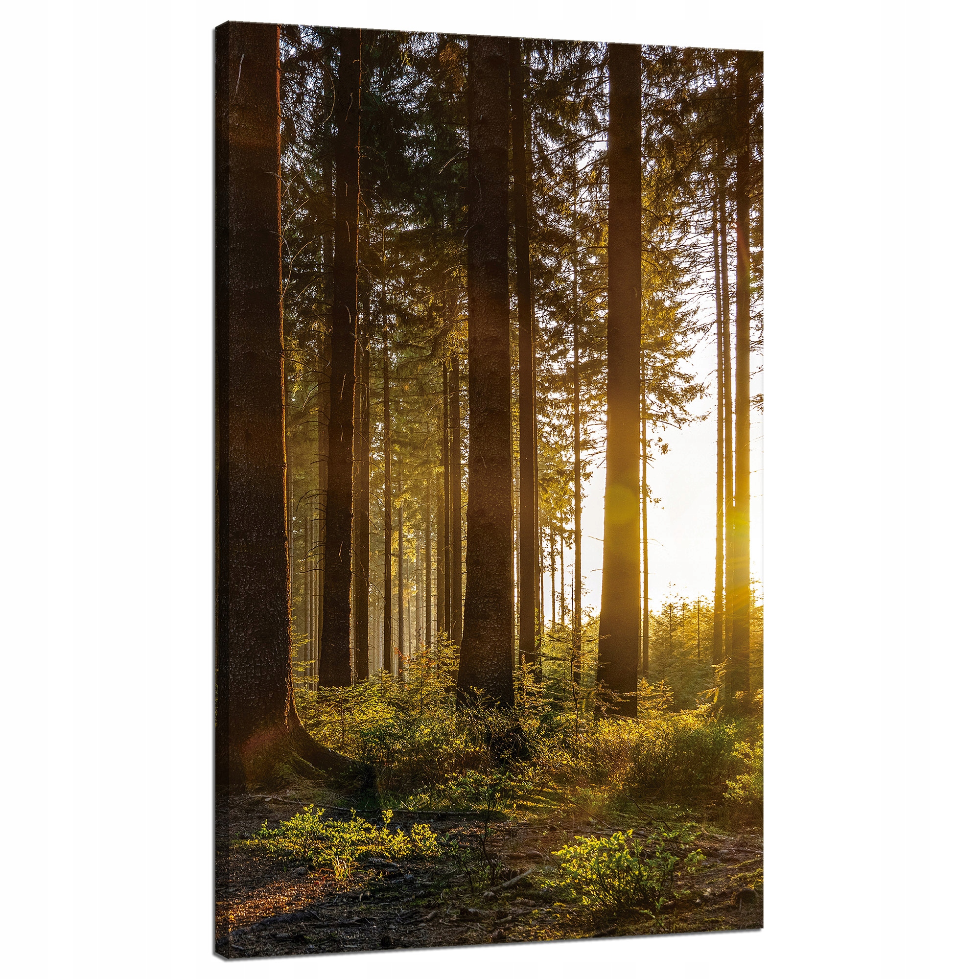 Obraz na plátně Západ slunce Les Stromy Příroda 70x120 cm