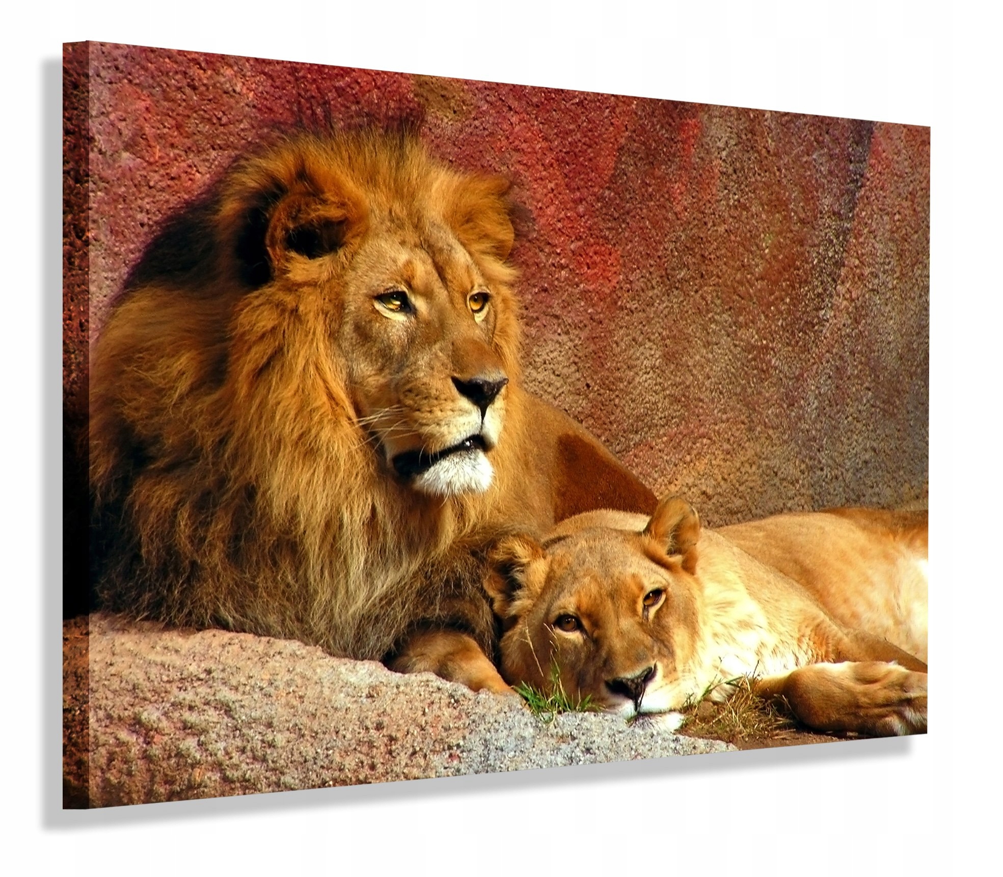 Obraz Lew Afryka 120x80 do salonu
