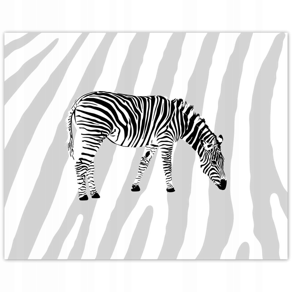 

Plakat 50x40 Zebra Paski