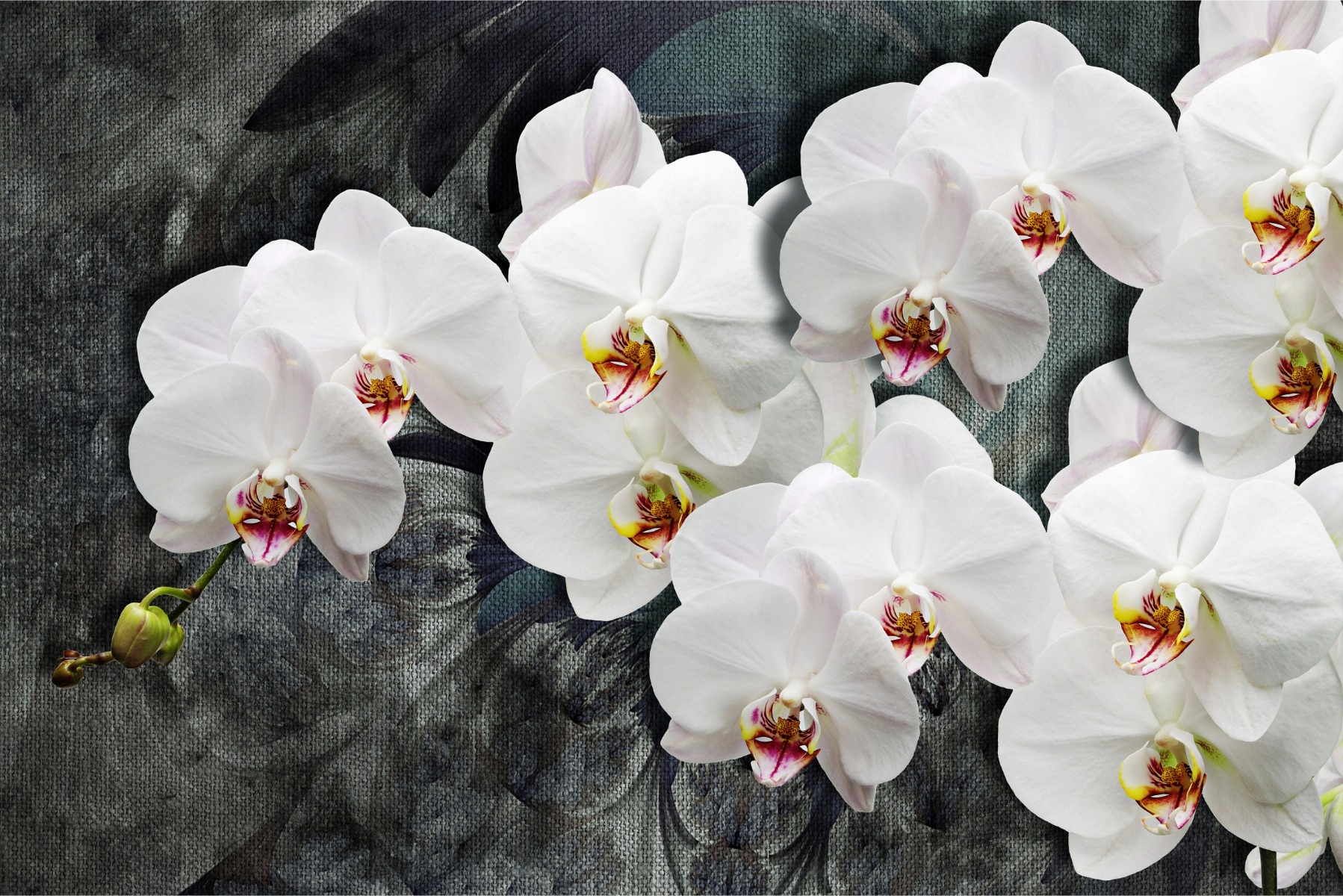 Fototapeta do obývacího pokoje Orchideje textura 90x135