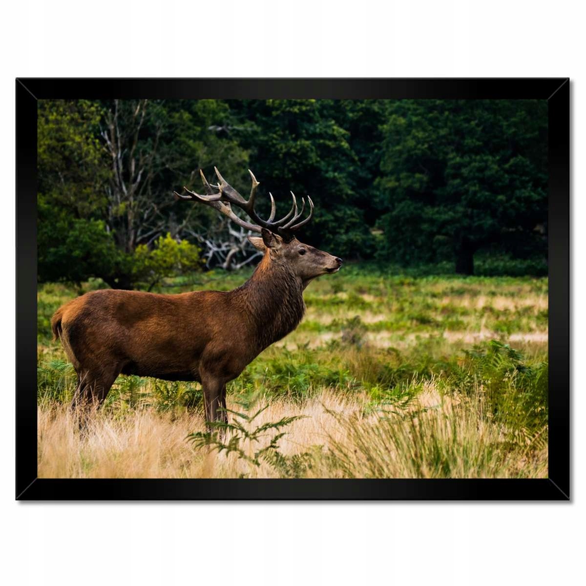 Plakáty v rámu 40x30 Obří jelen Krajina