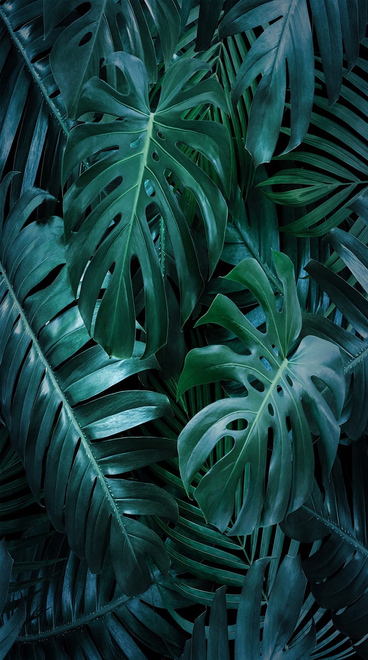 

Ręcznik Plażowy Kąpielowy 100x180 Monstera H22