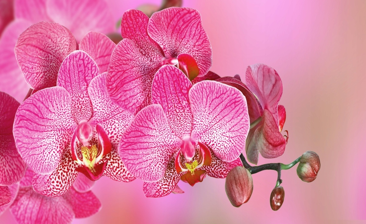 

Tapeta flizelinowa Różowy Orchidea - 416x254