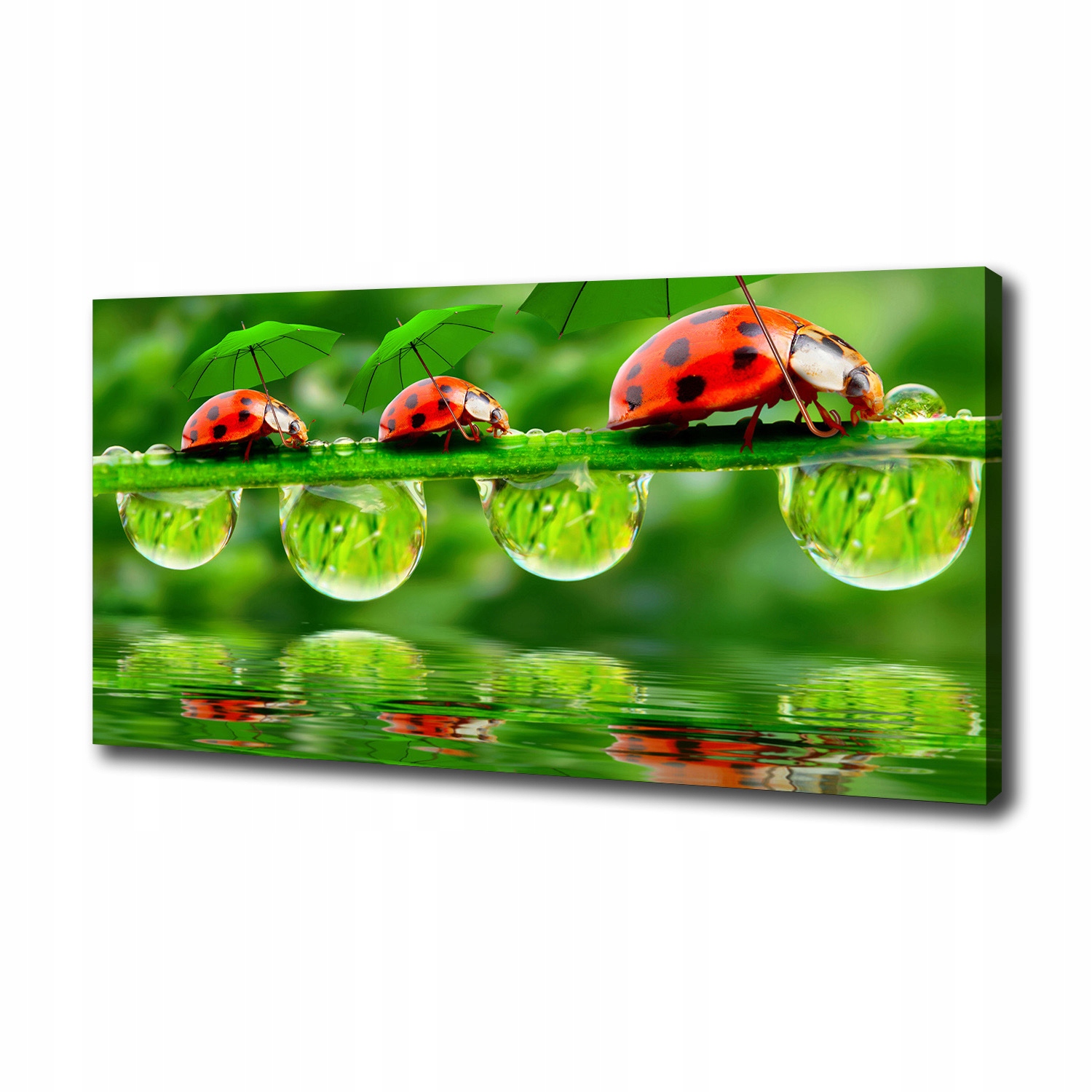 

Foto obraz na płótnie Biedronki parasole 100x50 cm
