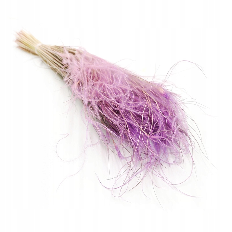 

Ostnica lawendowa Stipa pennata trawa susz boho
