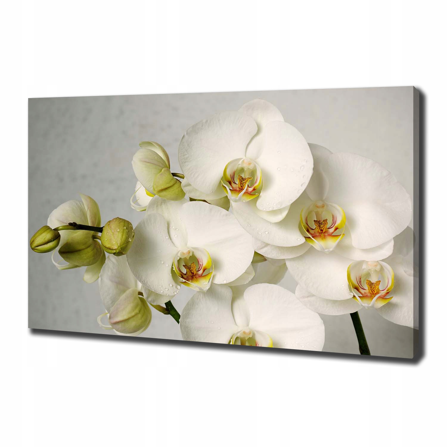 

Foto obraz na płótnie Biała orchidea 100x70 cm