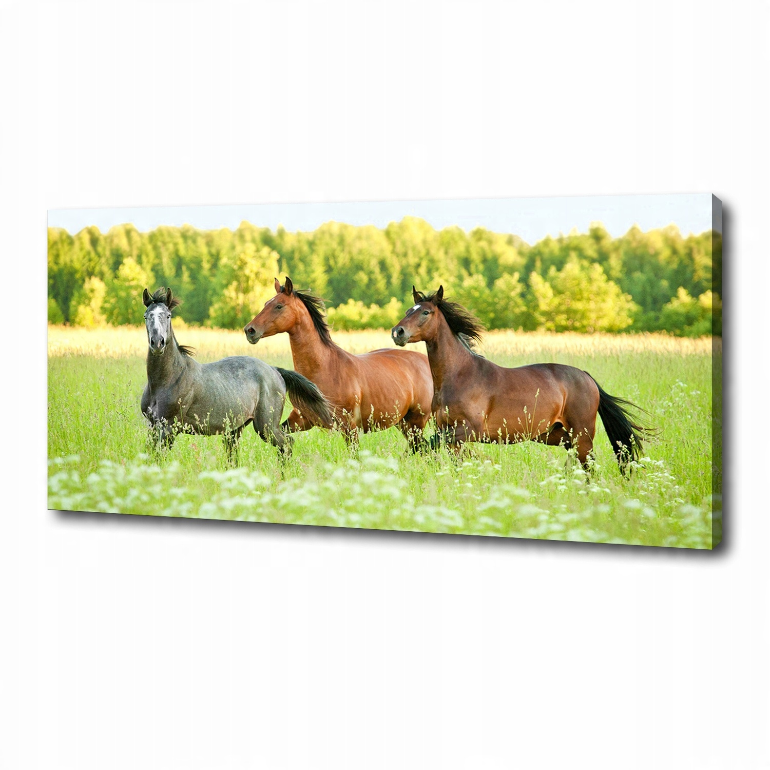 

Foto obraz na płótnie Konie w galopie 125x50 cm