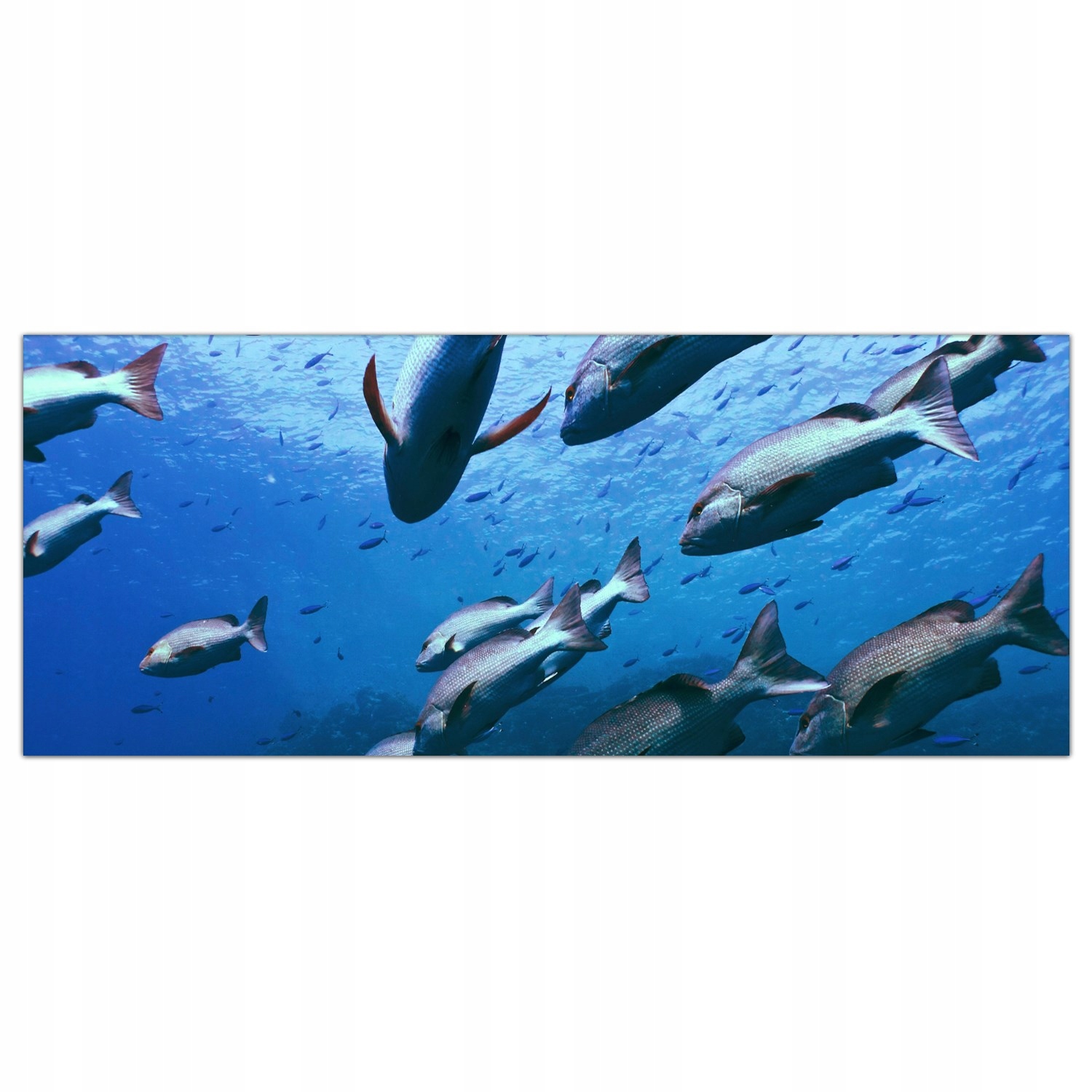 

Hartowany Obraz Szklany Ocean Natura Ryby 125x50