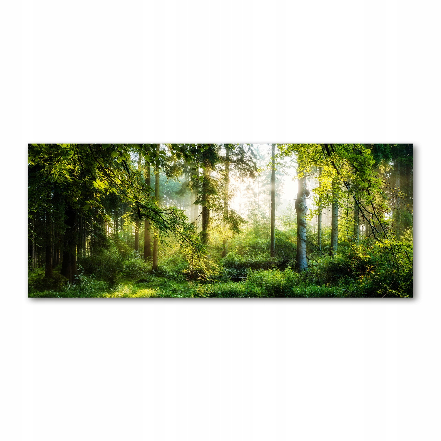 

Foto obraz szkło akryl Poranne słońce las 125x50cm