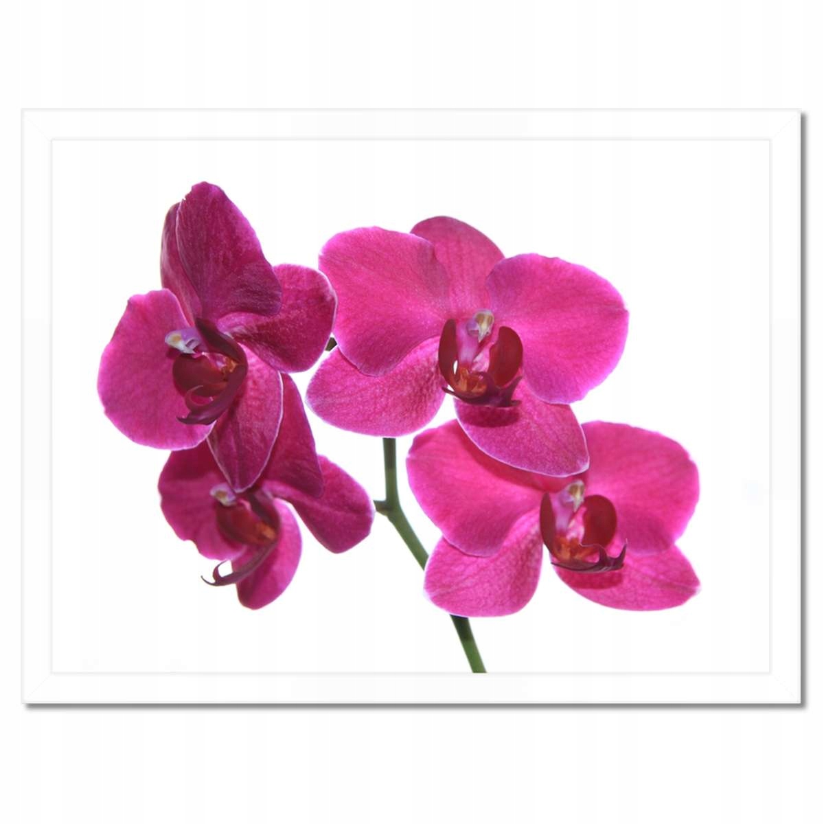 Plakáty v rámu 40x30 Fialový orchidej