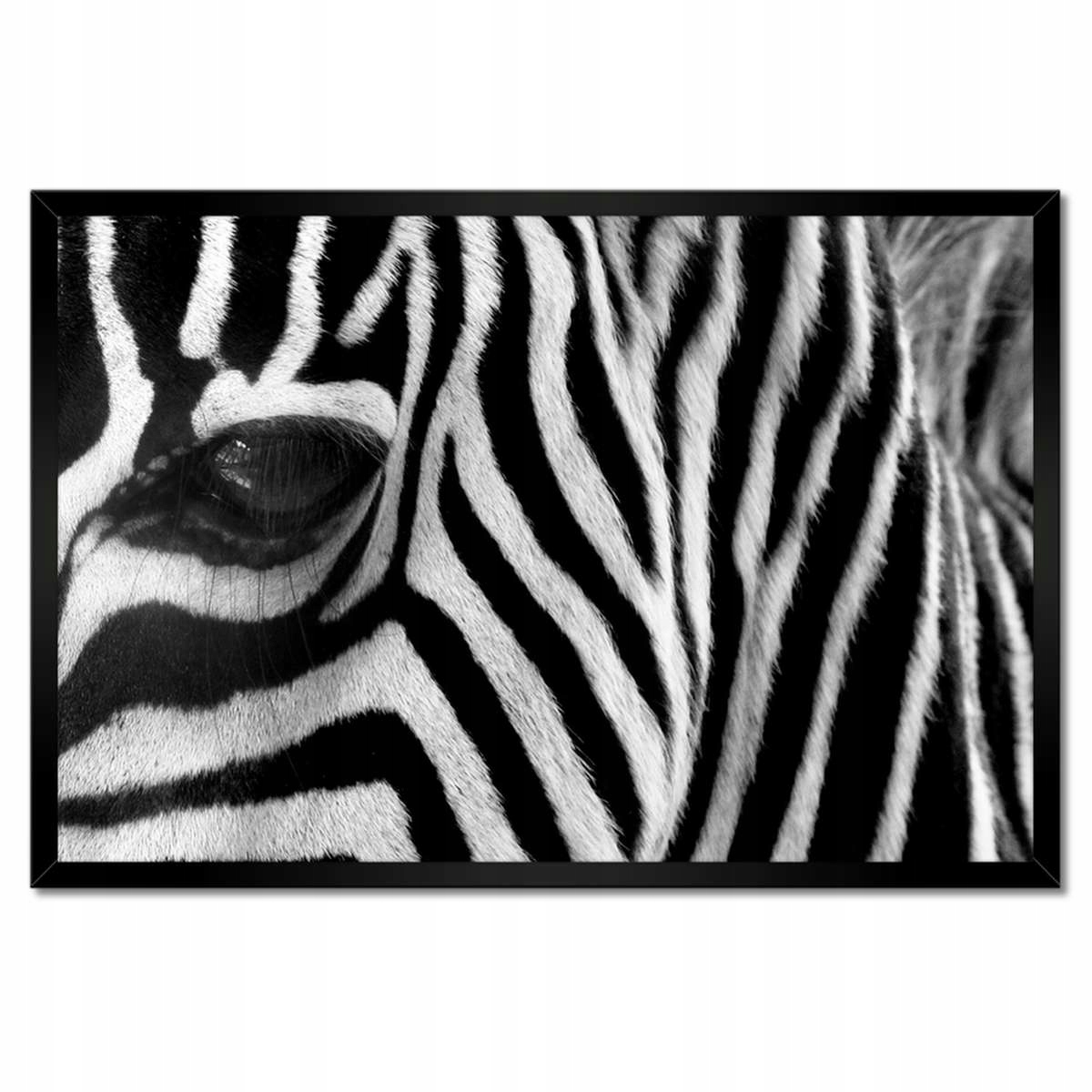 Plakáty v rámu 60x40 Černobílé pruhy Zebra