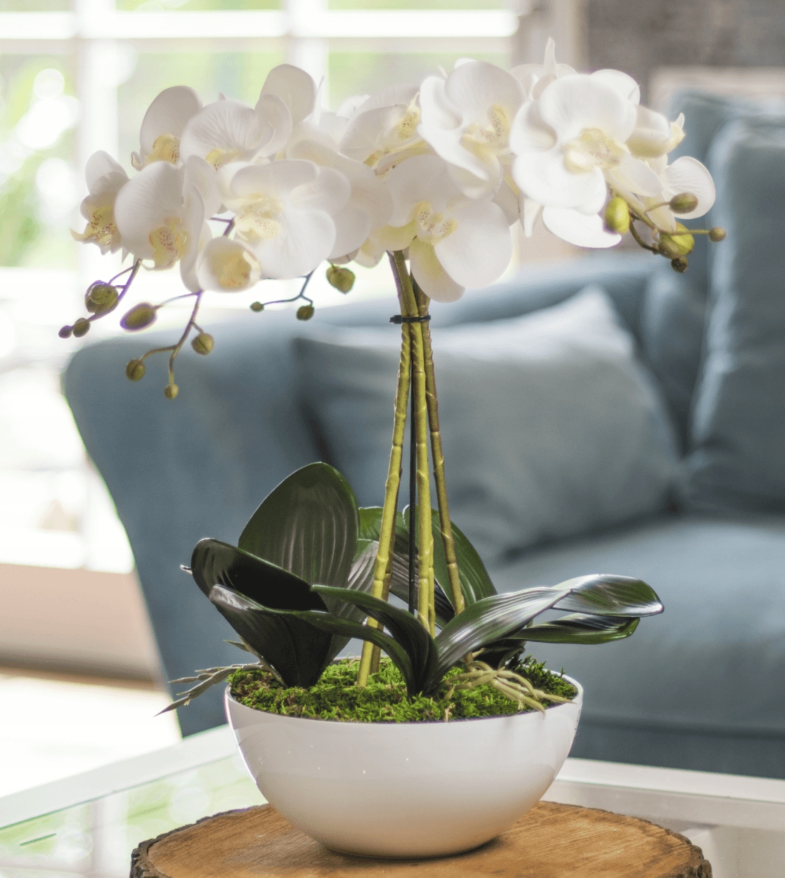 Orchidea v kvetináči s 5 výhonkami Ako Živá biela 50 cm umelé kvety