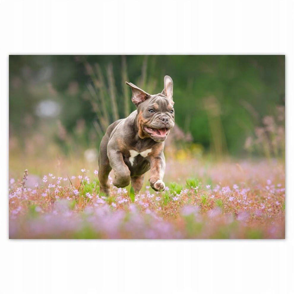 

Plakat 93x62 Pies Piesek Psiaki