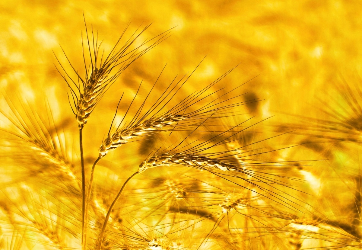 

Tapeta flizelinowa Pole pszenicy 152x104