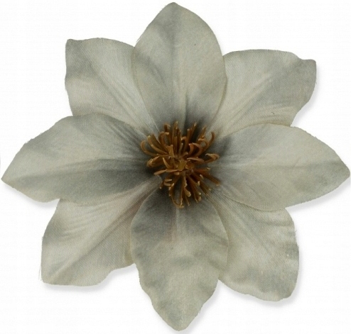 

Klematis Powojnik Główka Szary 11 cm K23