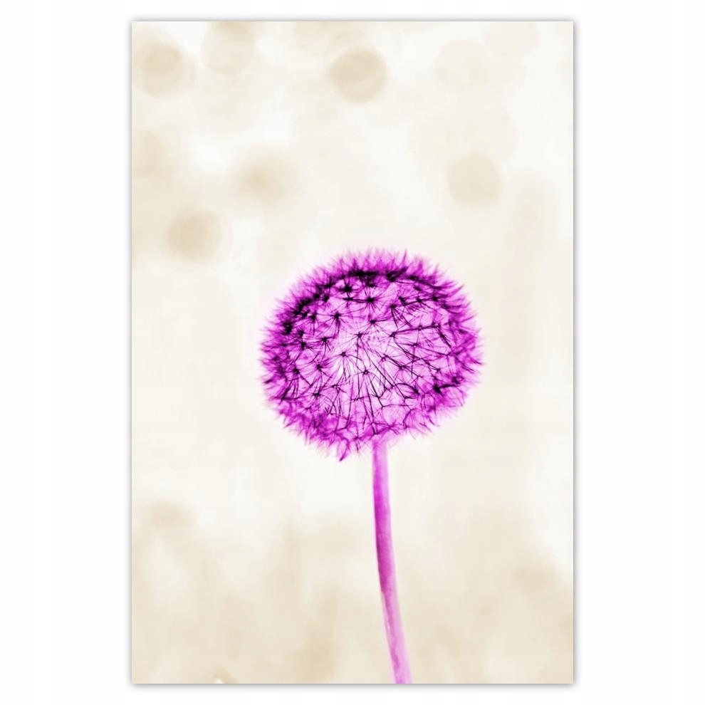 

Plakaty 40x60 Fioletowy Dmuchawiec