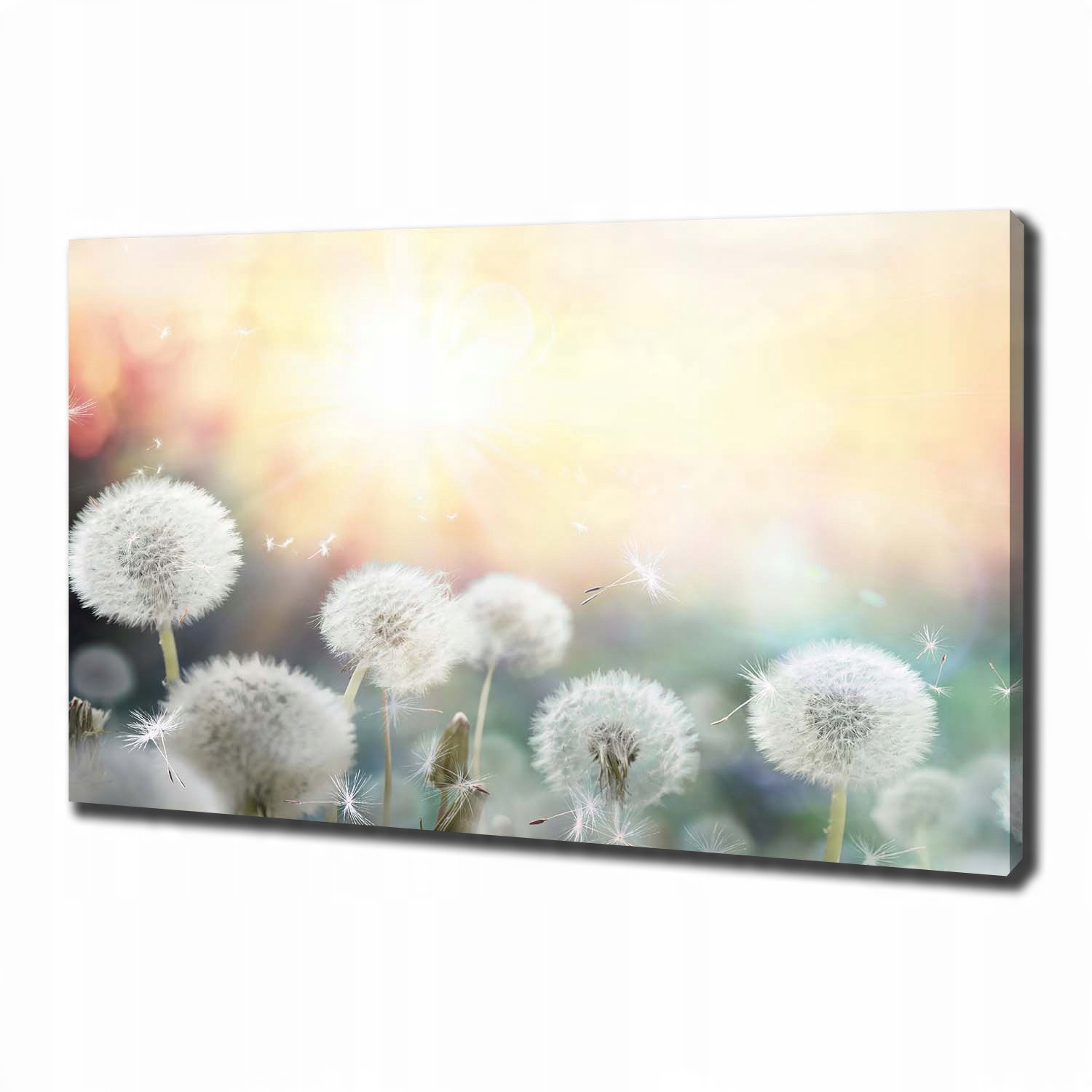

Foto obraz na płótnie Pole dmuchawców 100x70 cm