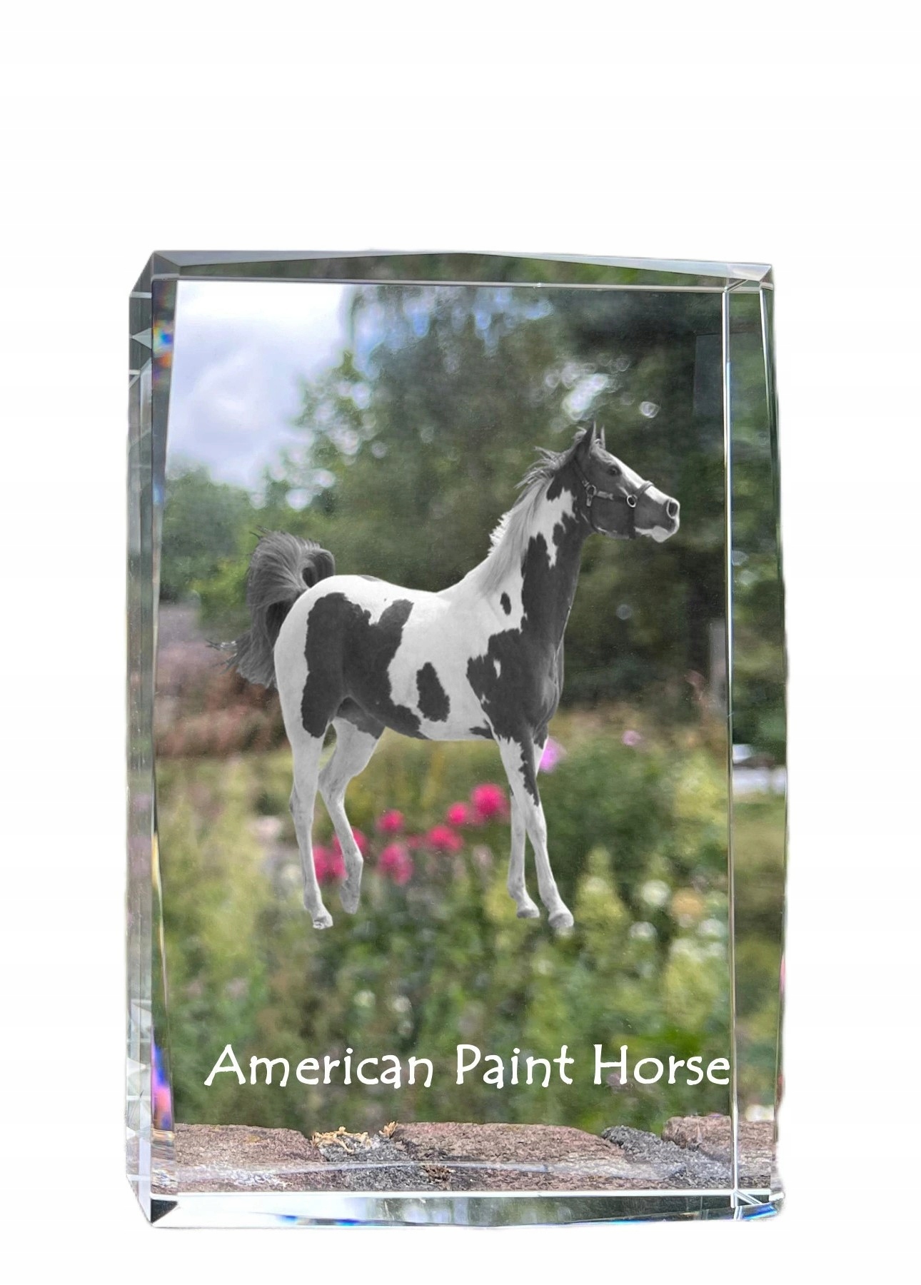 Kôň American Paint fotografia v kryštáli, suvenír, trofej, poďakovanie
