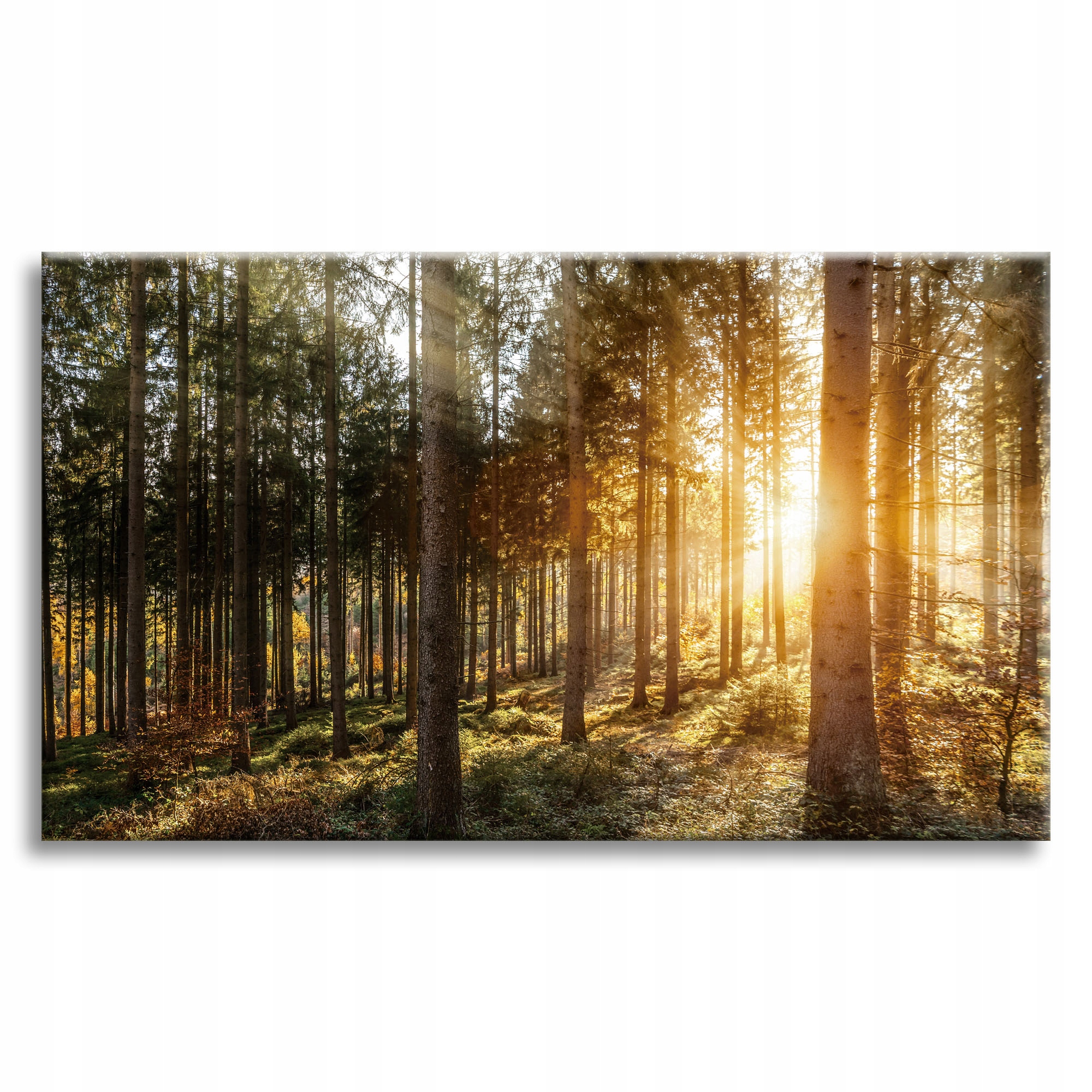 Obraz na plátně Břízy Stromy Slunce Ráno 90x60 cm Ideální jako dárek