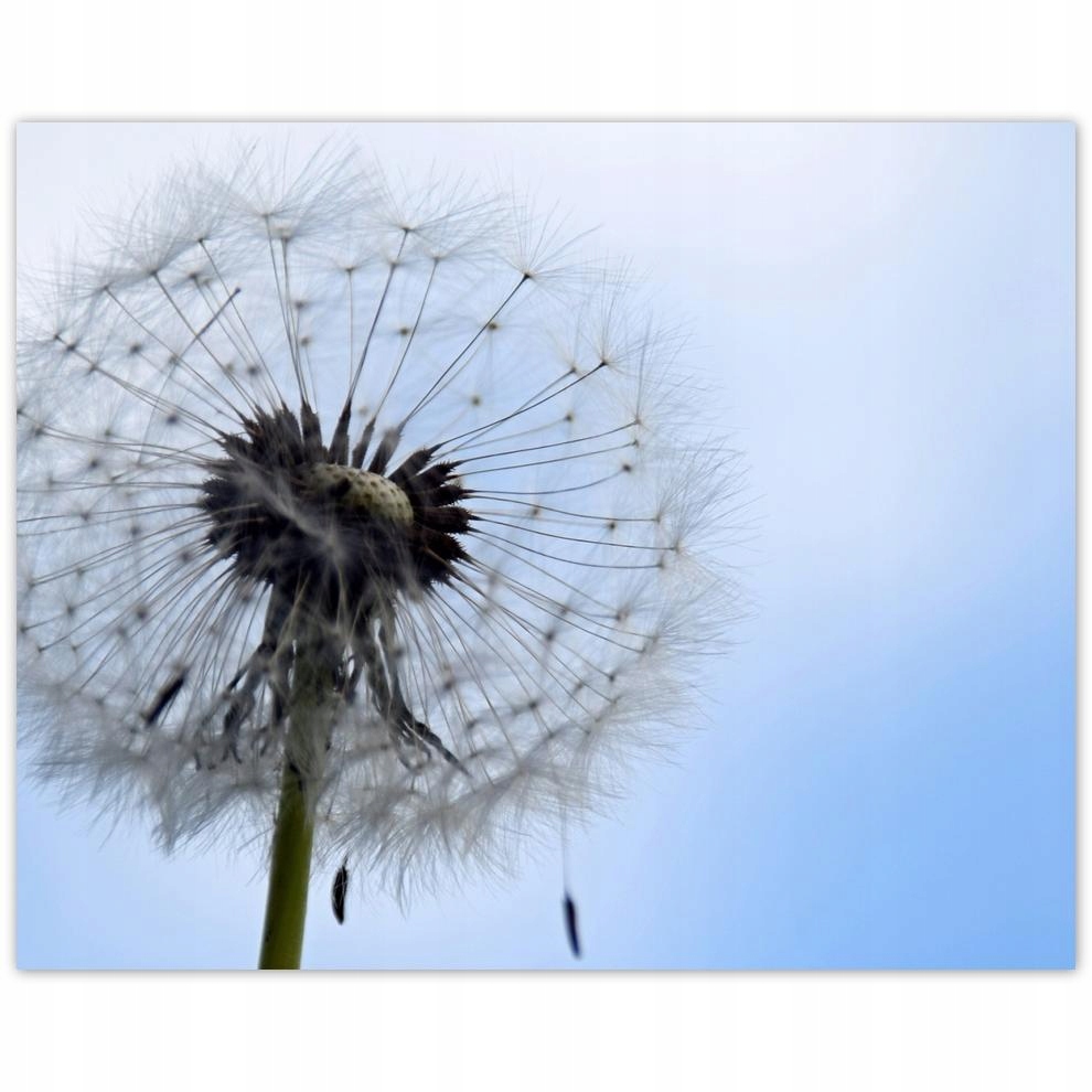 

Plakat 50x40 Zwyczajny dmuchawiec