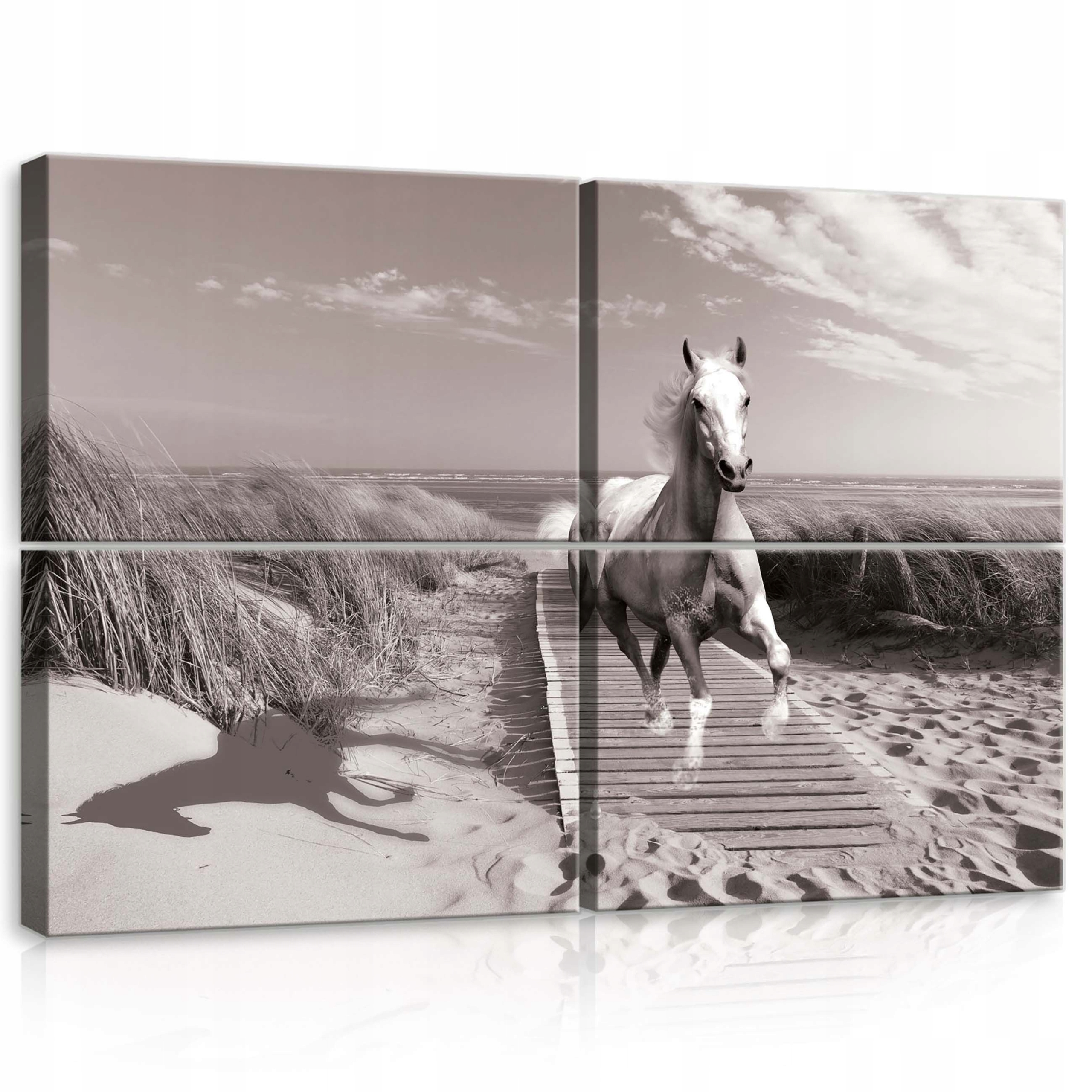 Obraz 120x80 Biely kôň cval pláž duny sloboda príroda pohyb energia sila