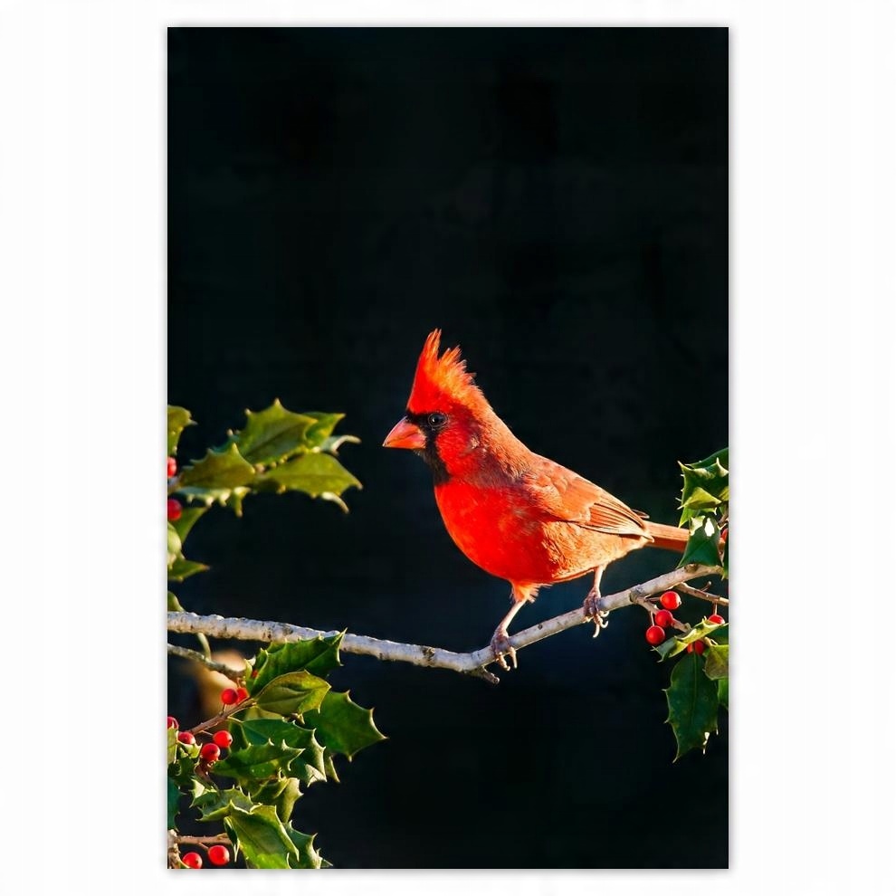 

Plakat 62x93 Ptaki Ptaszki Ptactwo