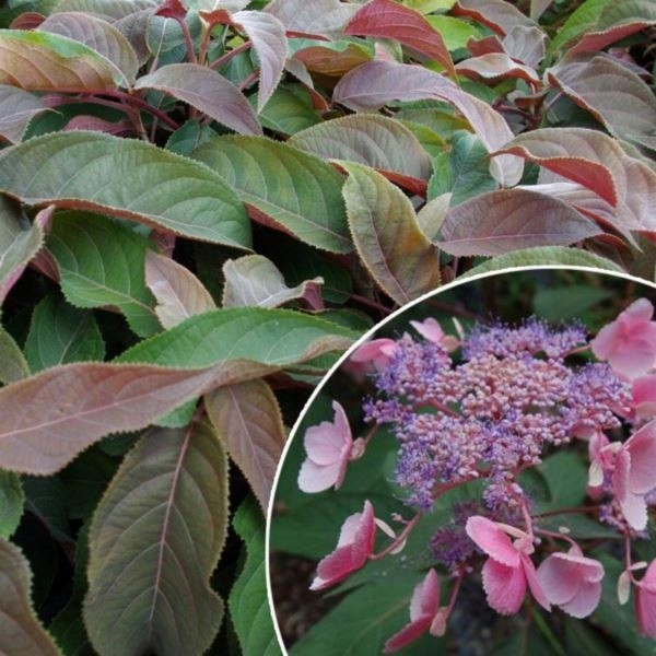 Гортензия 'Hot Chocolate' Гортензия Аспера в горшке С2