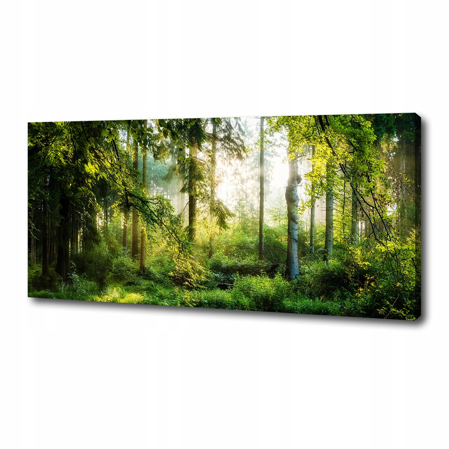 

Foto obraz na płótnie Poranne słońce las 125x50 cm