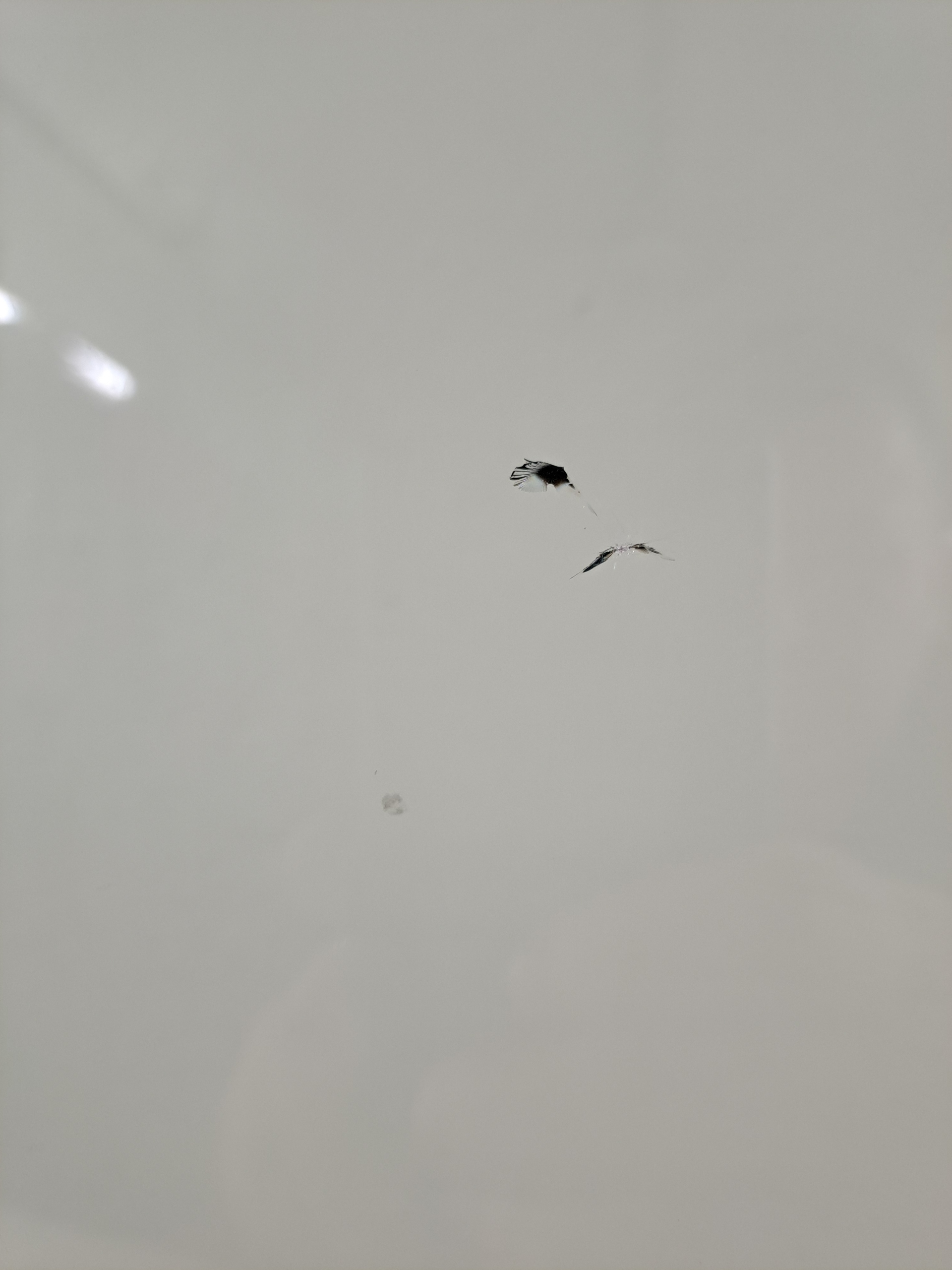 window iron front front PEUGEOT EXPERT III 3 17r