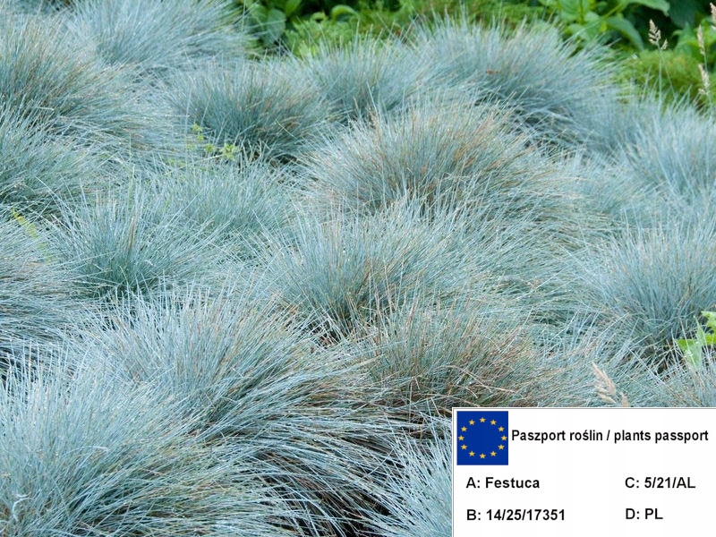 Овсяница сизая фестина. Овсяница фестука. Овсяница луговая (festuca pratensis). Овсяница фестука сизая. Как выглядит овсяница.