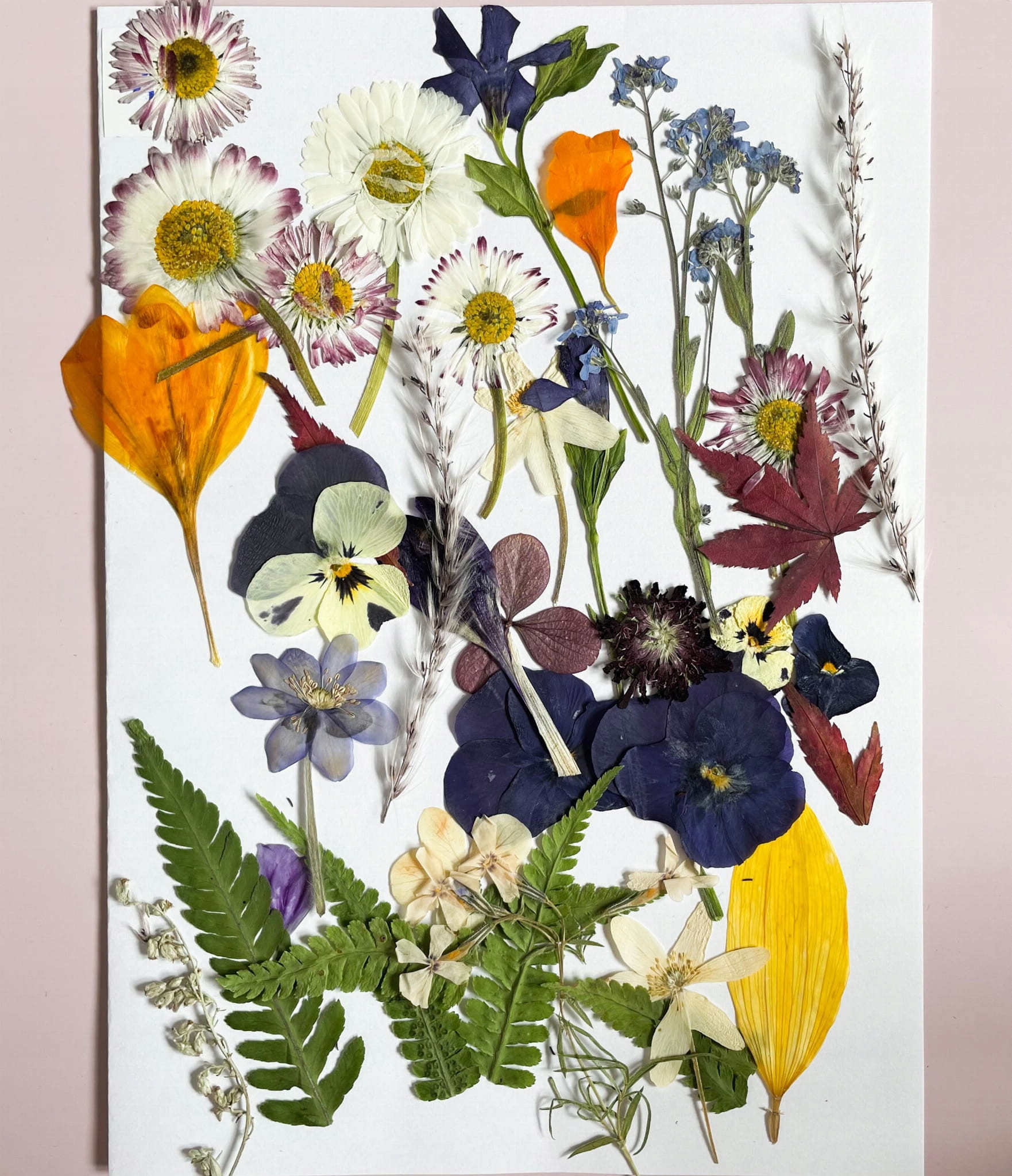 Sušené květiny Ozdoba na dort Lisované sušičky sada 45 ks