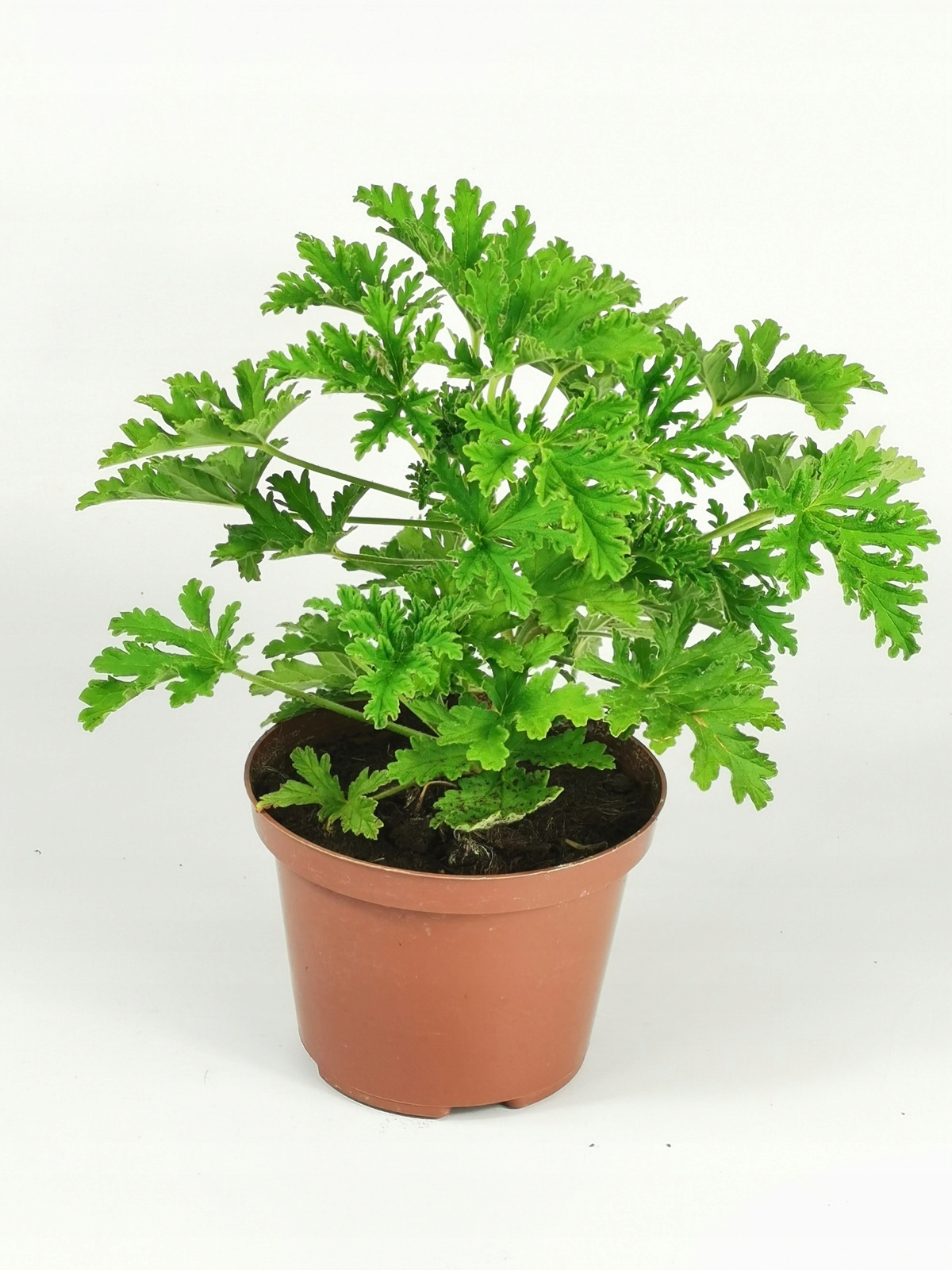 Anginka Geranium na ból ucha intensywnie pachnąca 13629761234 Allegro.pl