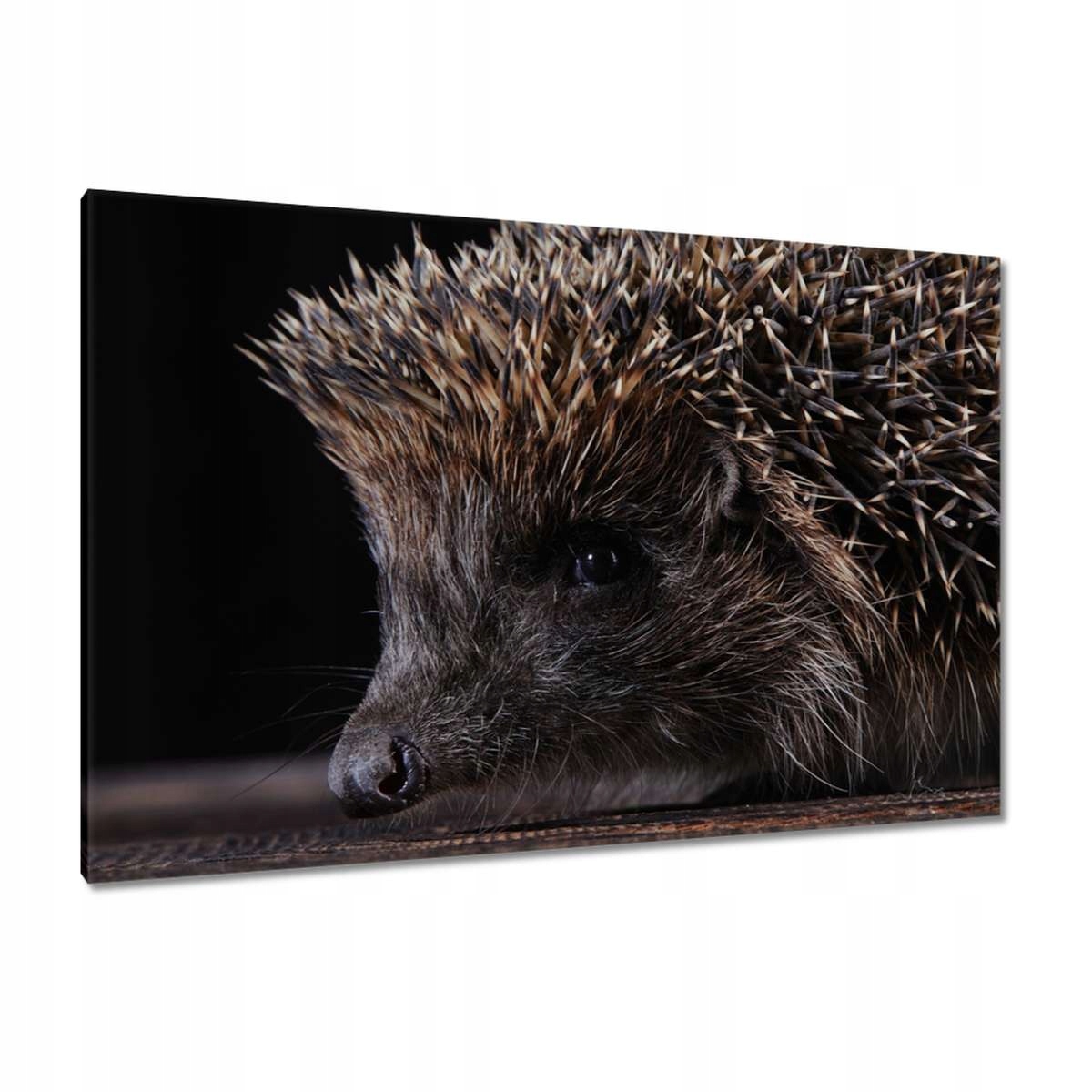 Obrazy 120x80 Portrét malého ježka