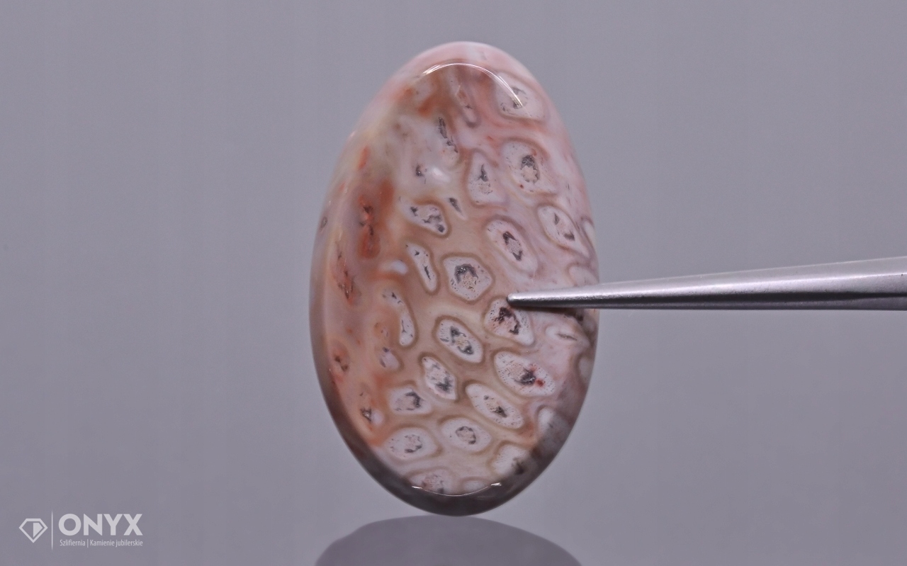 Zkamenělá palma konvexní nepravidelná dlažba 26x16 mm