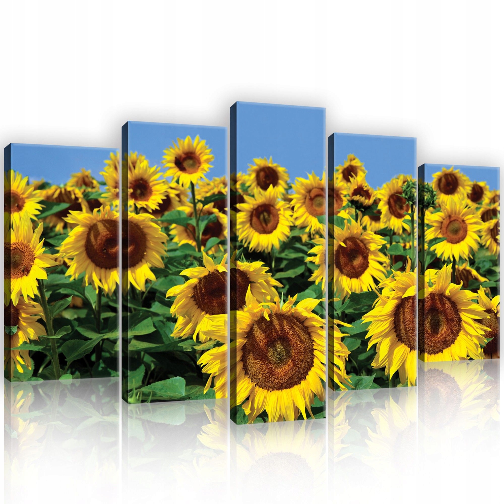 Obraz 100x60 Slunečnice pole léto slunce obloha žlutá příroda