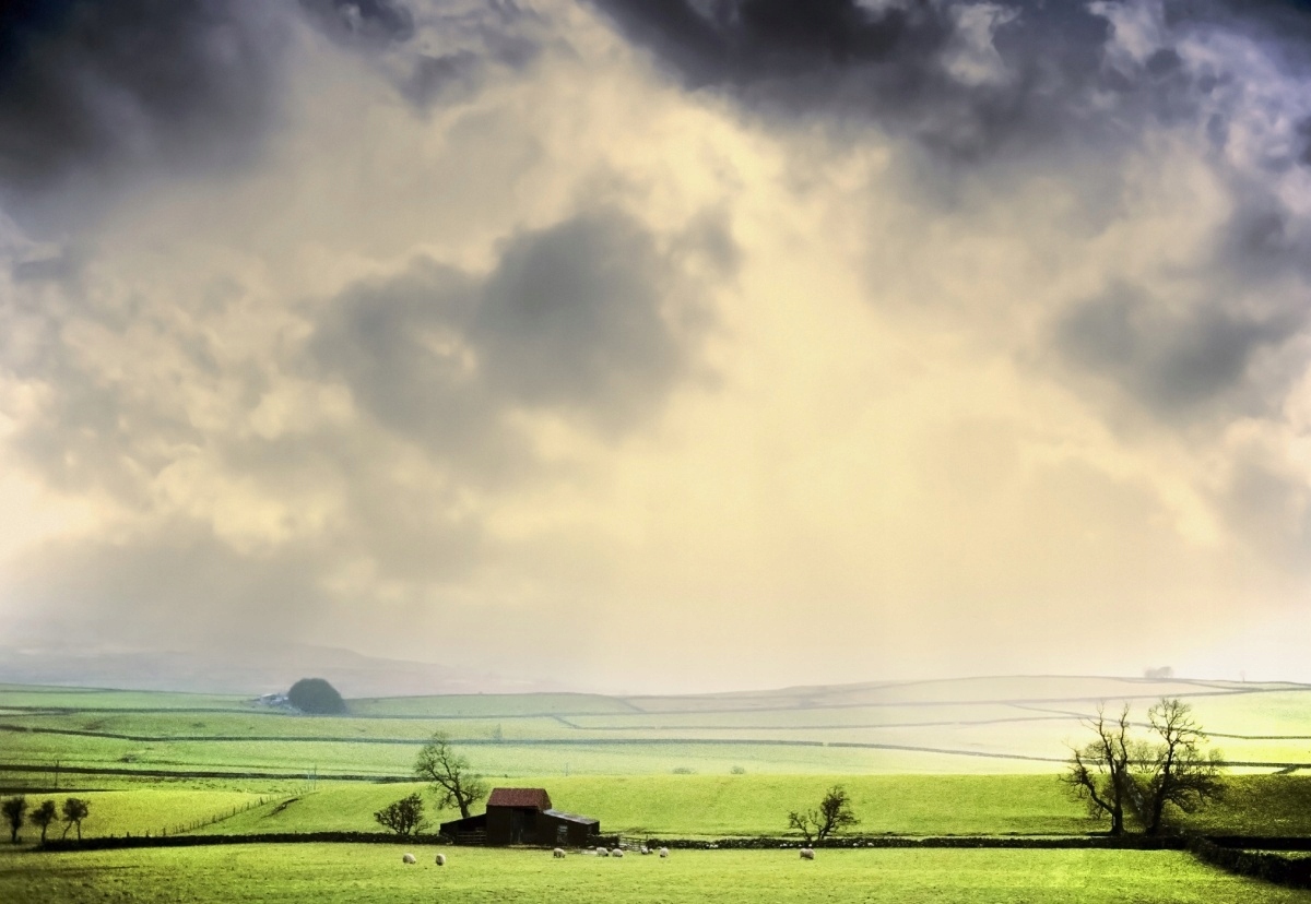 

Tapeta flizelinowa Pola - 152x104